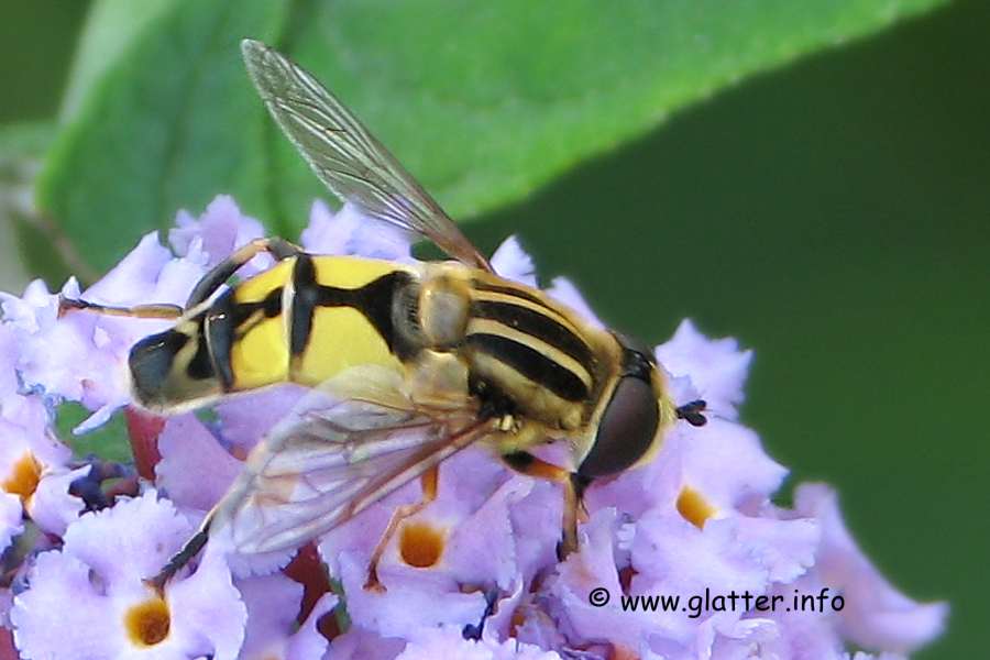 Gemeine Sumpfschwebfliege (Helophilus pendulus)