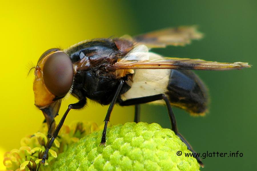 Gemeine Waldschwebfliege (Volucella pellucens)