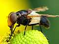 Gemeine Waldschwebfliege
