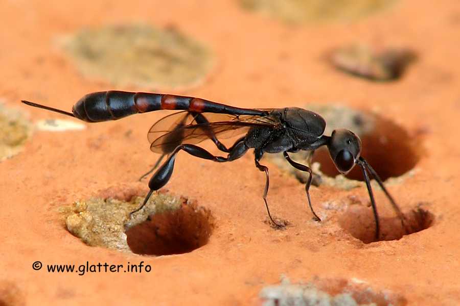 Gichtwespe (Gasteruption assectator)