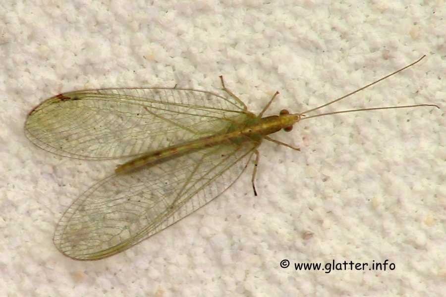 Goldauge (Chrysopa perla)