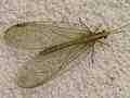 Goldauge (Chrysopa perla)