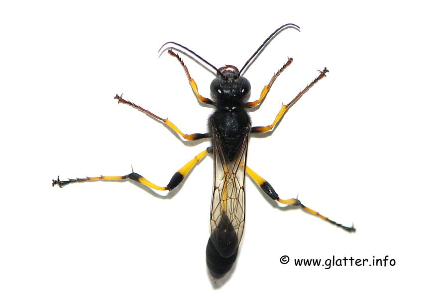 Grabwespe (Sceliphron spirifex)