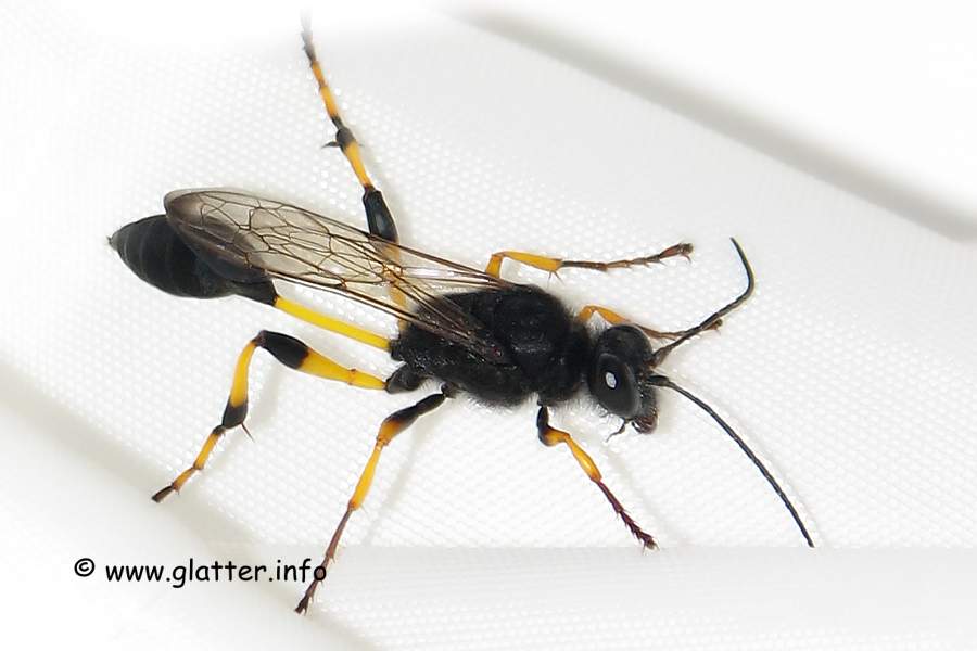 Grabwespe (Sceliphron spirifex)
