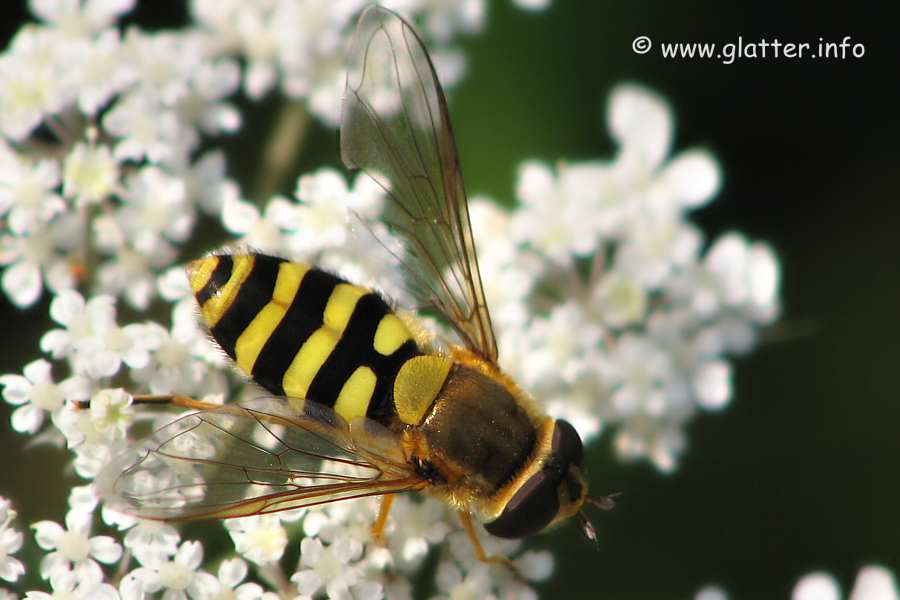 Große Schwebfliege (Syrphus ribesii)