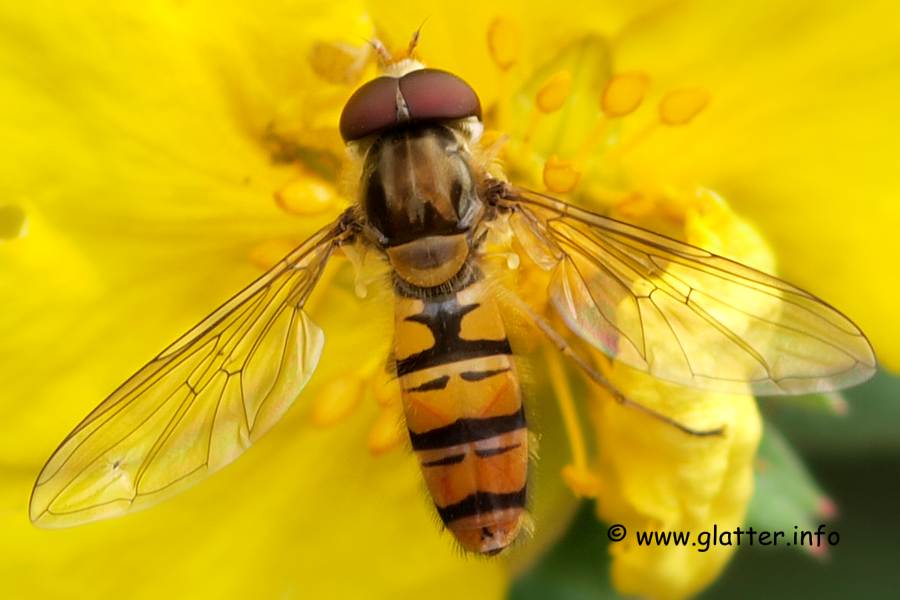 Hain-Schwebfliege (Episyrphus balteatus)