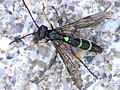 Halmwespe (Cephus pygmeus)
