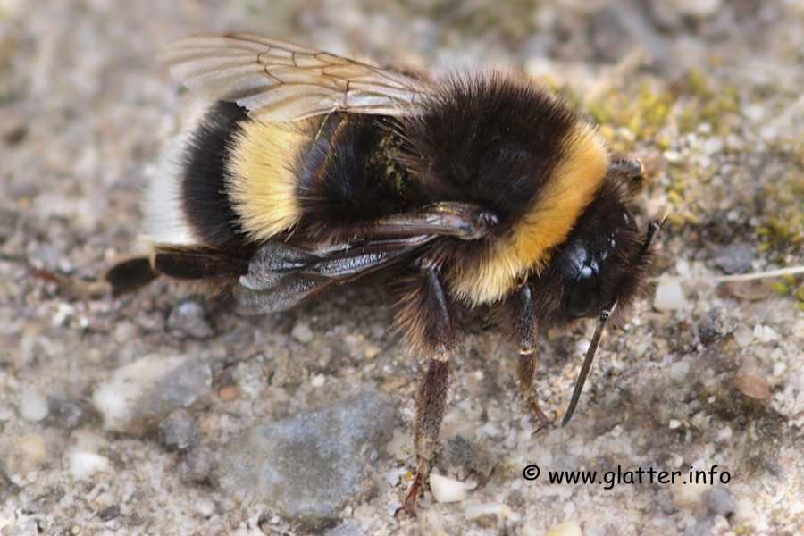 Hellgelbe Erdhummel (Bombus lucorum)