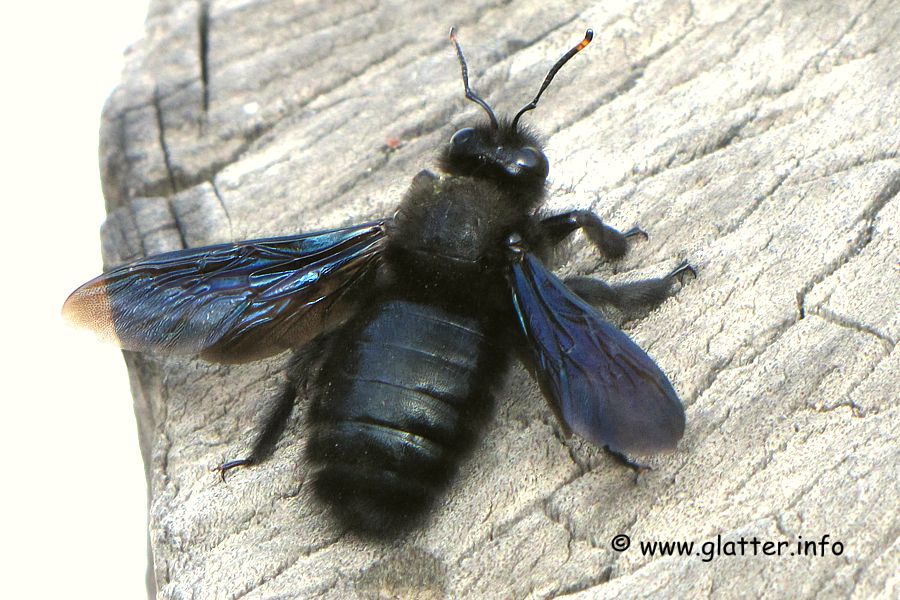 Holzbiene (Xylocopa violacea)