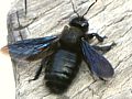 Holzbiene (Xylocopa violacea)