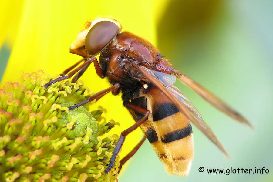 Hornissen-Schwebfliege (Volucella zonaria)