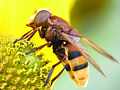 Hornissen-Schwebfliege (Volucella zonaria)