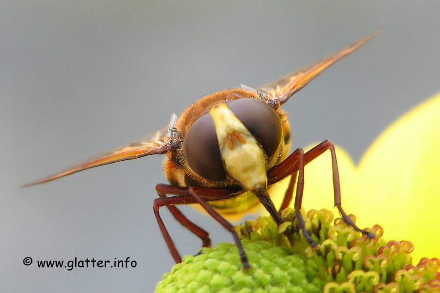 Hornissen-Schwebfliege (Volucella zonaria)