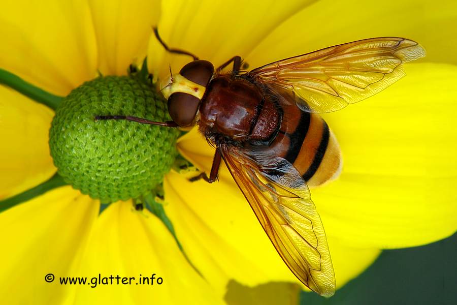 Hornissen-Schwebfliege (Volucella zonaria)
