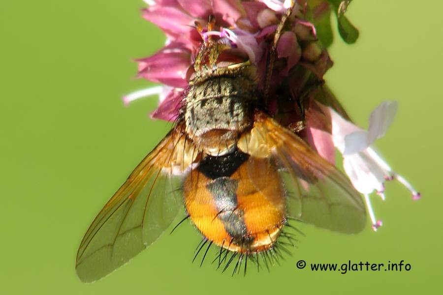 Igelfliege (Echinomyia fera)