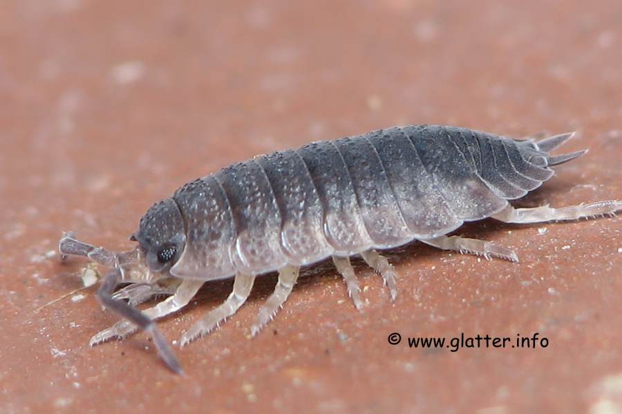 Kellerassel (Porcellio scaber)