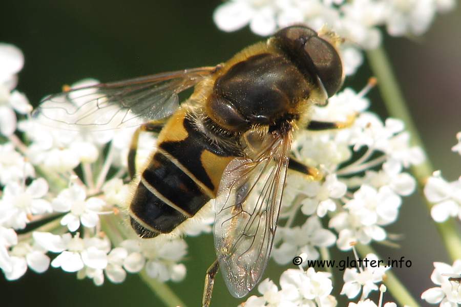 Kleine Keilfleckschwebfliege (Eristalis arbustorum)
