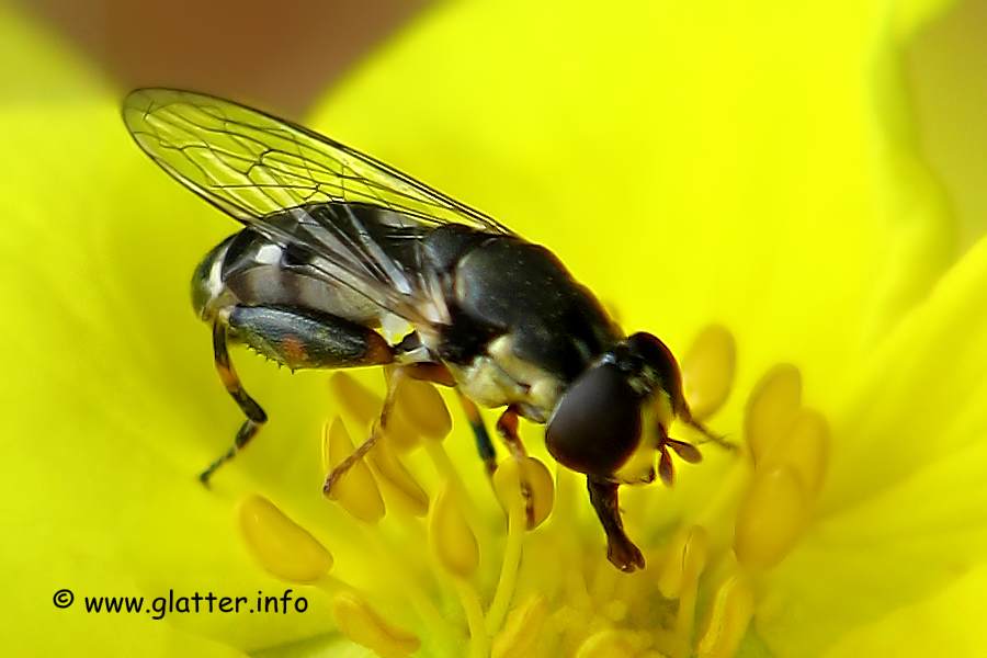 Kleine Kompostschwebfliege (Syritta pipiens)