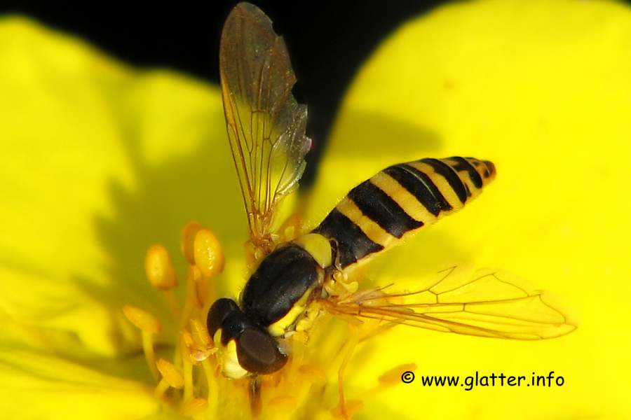 Langbauchschwebfliege (Sphaerophoria scripta)