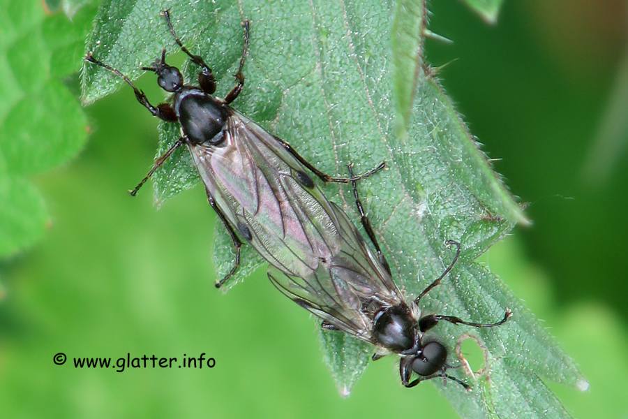 Märzfliege