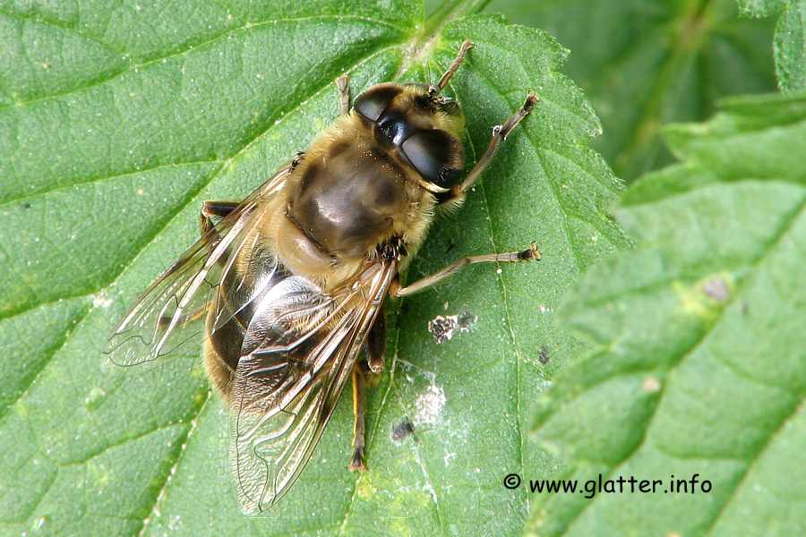 Mistbiene (Eristalis tenax)