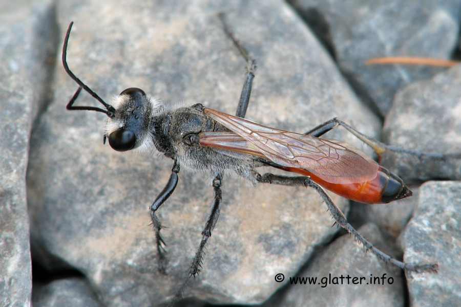 Grabwespe (Podalonia tydei)