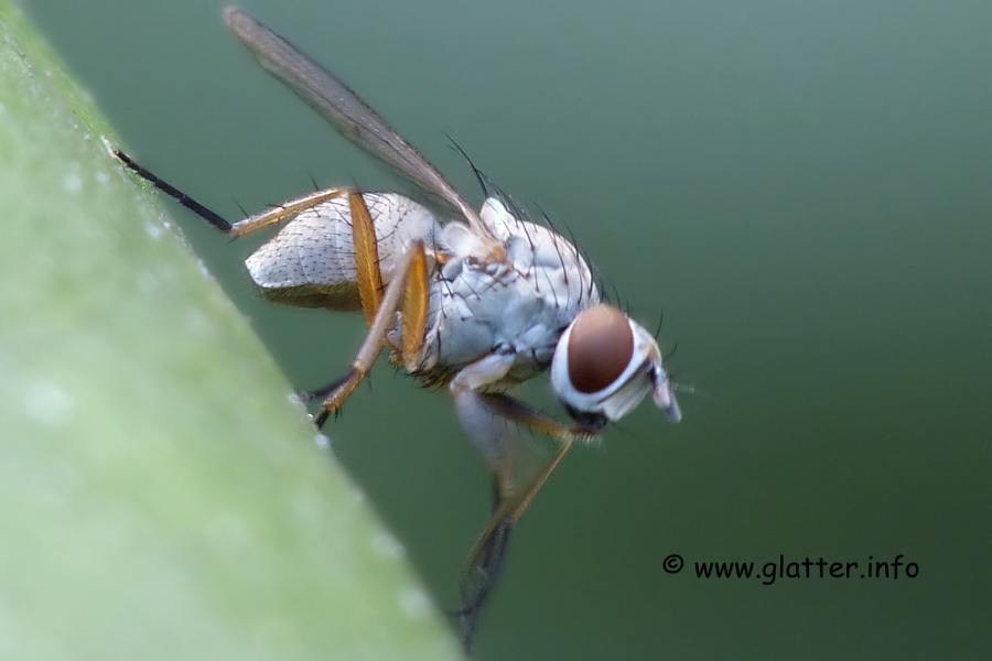 Räuberische Fliege (Coenosia sp.)