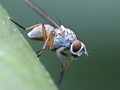 Räuberische Fliege (Coenosia sp.)