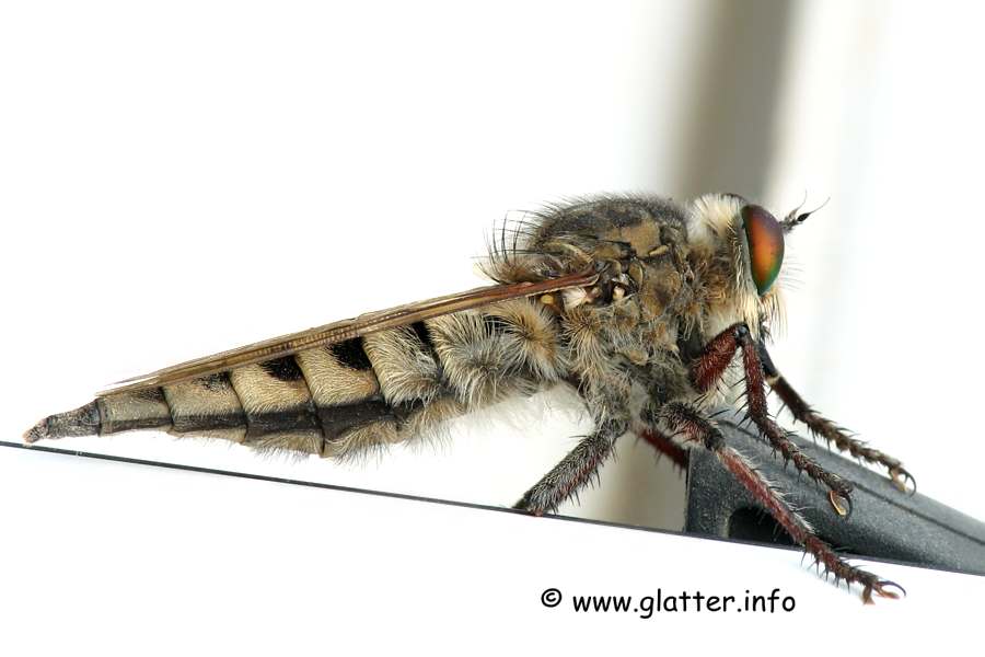 Raubfliege (Asilidae) Weibchen