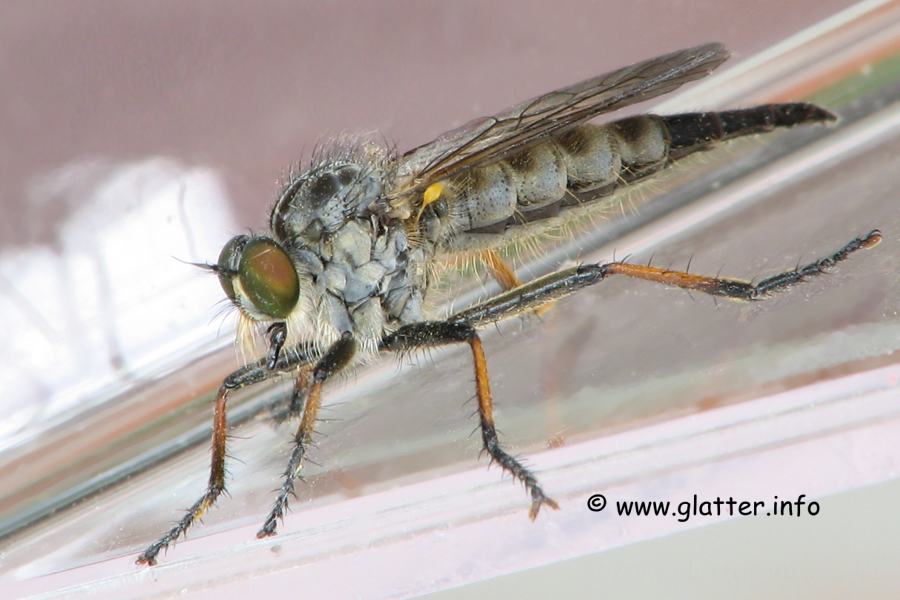 Raubfliege Neoitamus