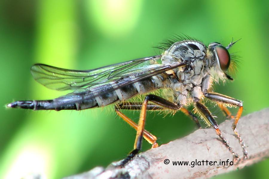Raubfliege Neoitamus