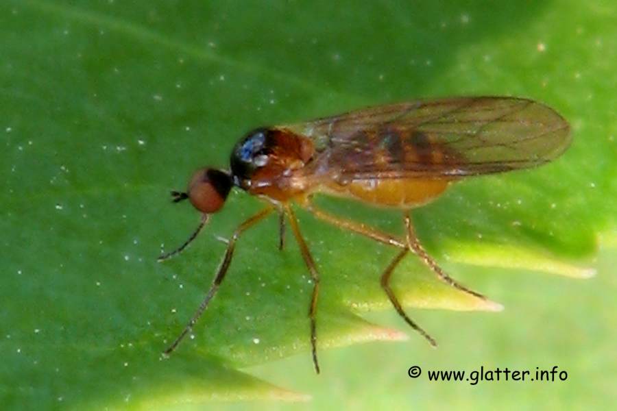 Rennfliege (Ocydromia glabricula)