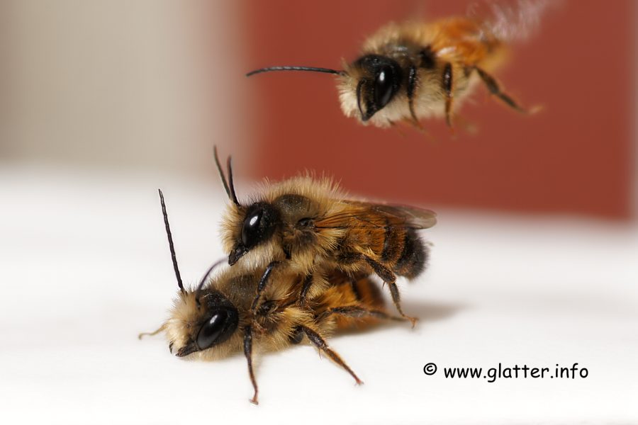 Rote Mauerbiene (Osmia bicornis)