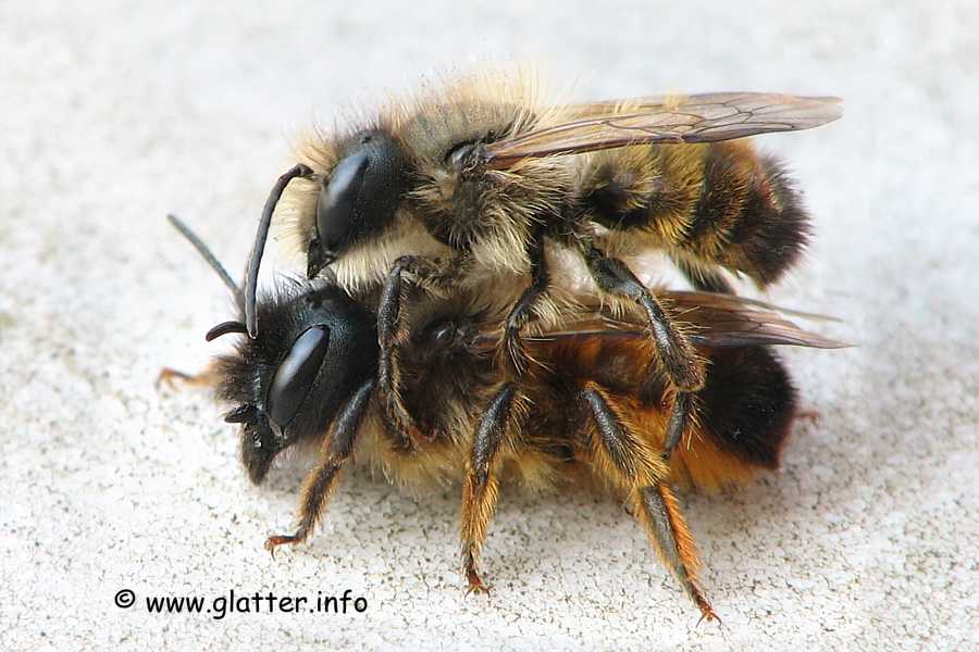 Rote Mauerbiene (Osmia bicornis)