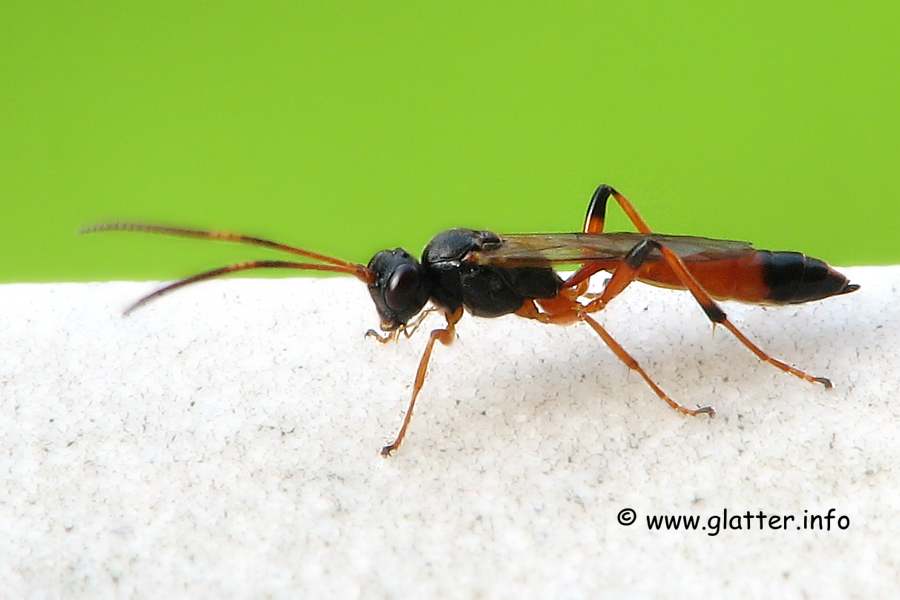 Rotschwarze Schlupfwespe (Netelia testacea)