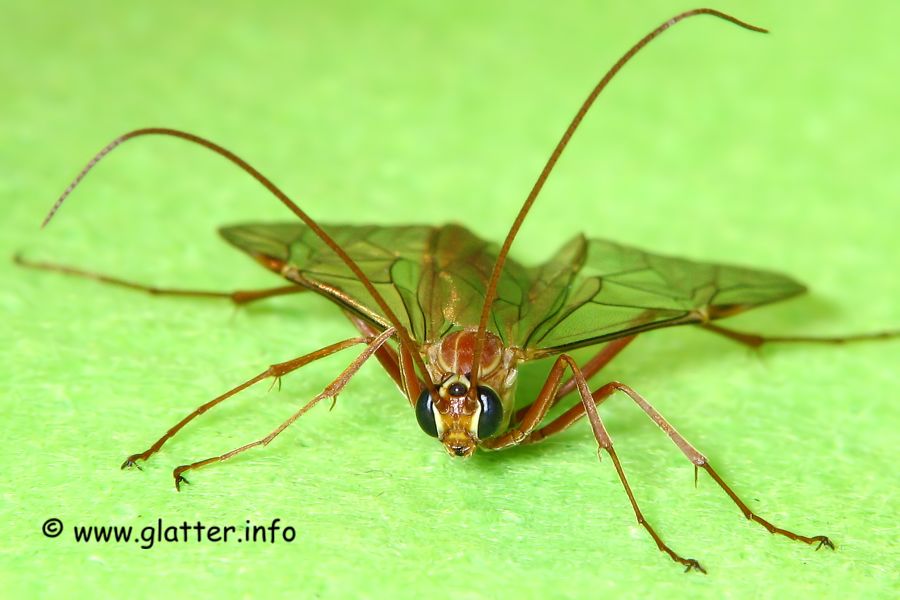 Schlupfwespe (Ophion obscuratus)