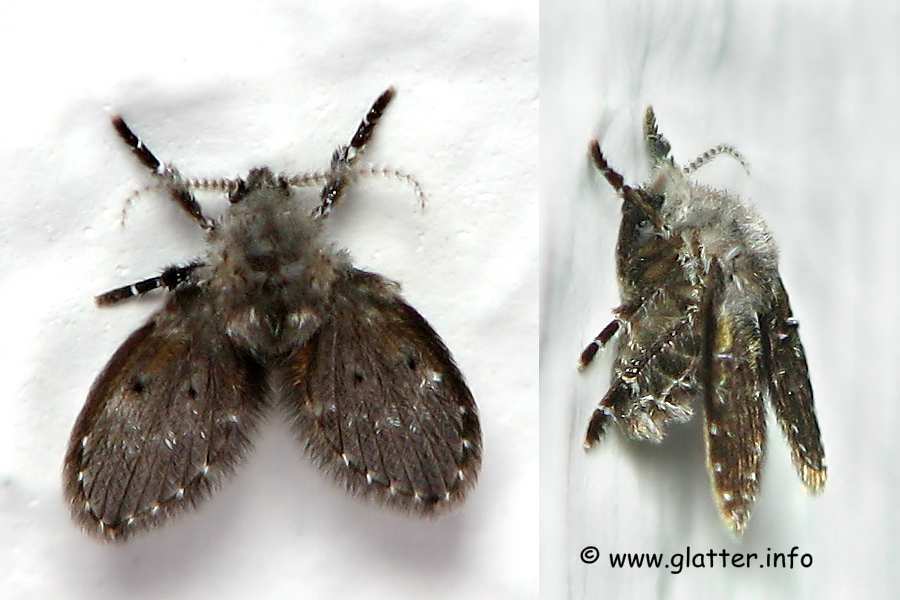 Schmetterlingsmücke (Clogmia albipunctata)