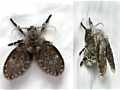 Schmetterlingsmücke (Clogmia albipunctata)