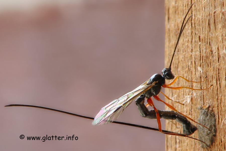 Schwarze Schlupfwespe Pimpla instigator
