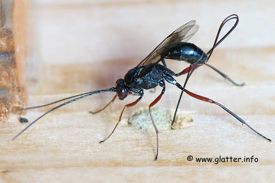 Schwarze Schlupfwespe Pimpla instigator