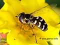 Späte Großstirnschwebfliege (Scaeva pyrastri)