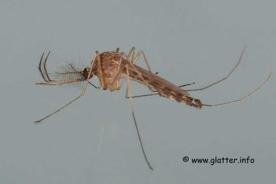 Stechmücke (Aedes spec.) 