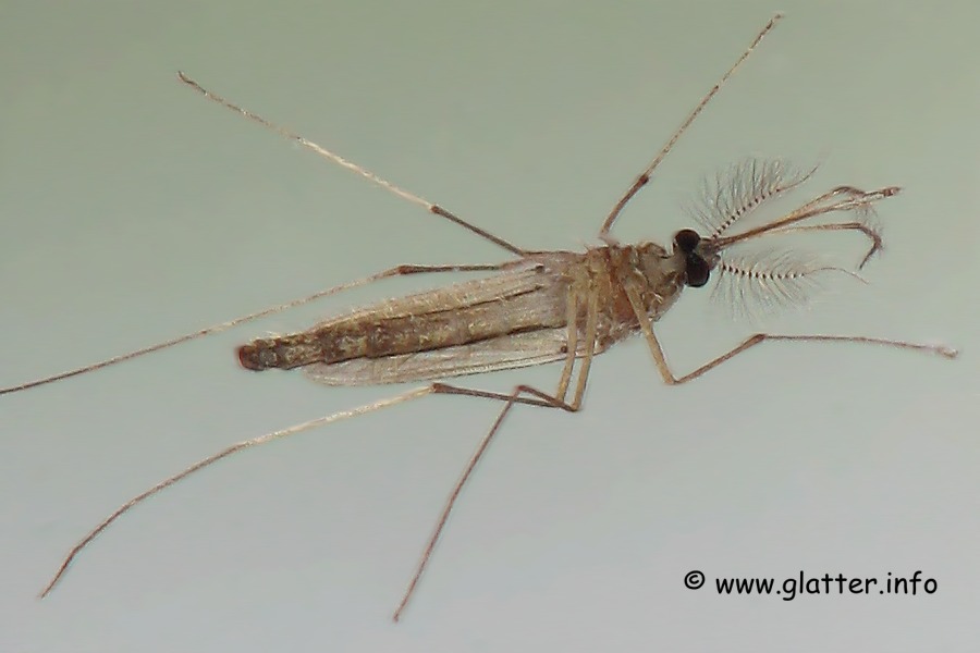 Stechmücke (Aedes spec.)