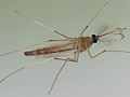 Stechmücke (Aedes spec)