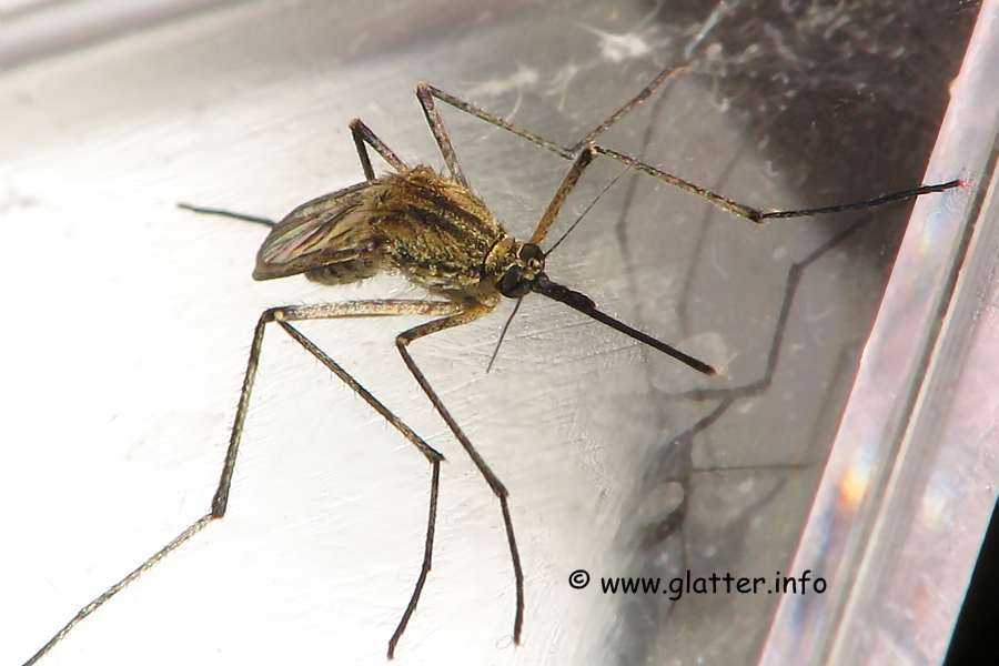 Stechmücke (Aedes spec.)