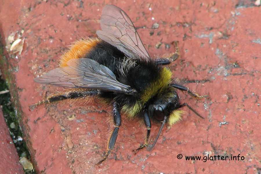 Steinhummel (Bombus lapidarius)
