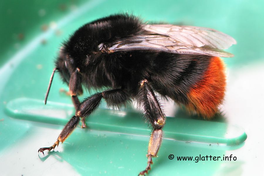 Steinhummel (Bombus lapidarius)