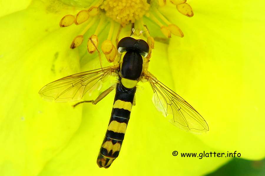 Stiftschwebefliegen (Sphaerophoria scripta)