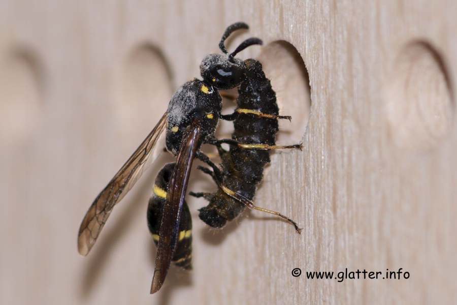 Lehmwespe (Symmorphus bifasciatus)