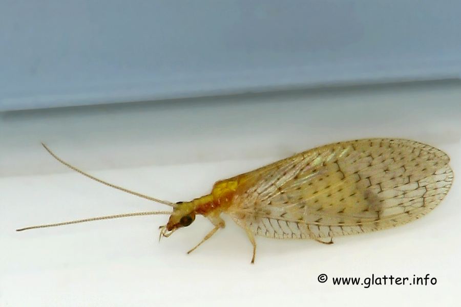 Taghaft (Hemerobius micans)